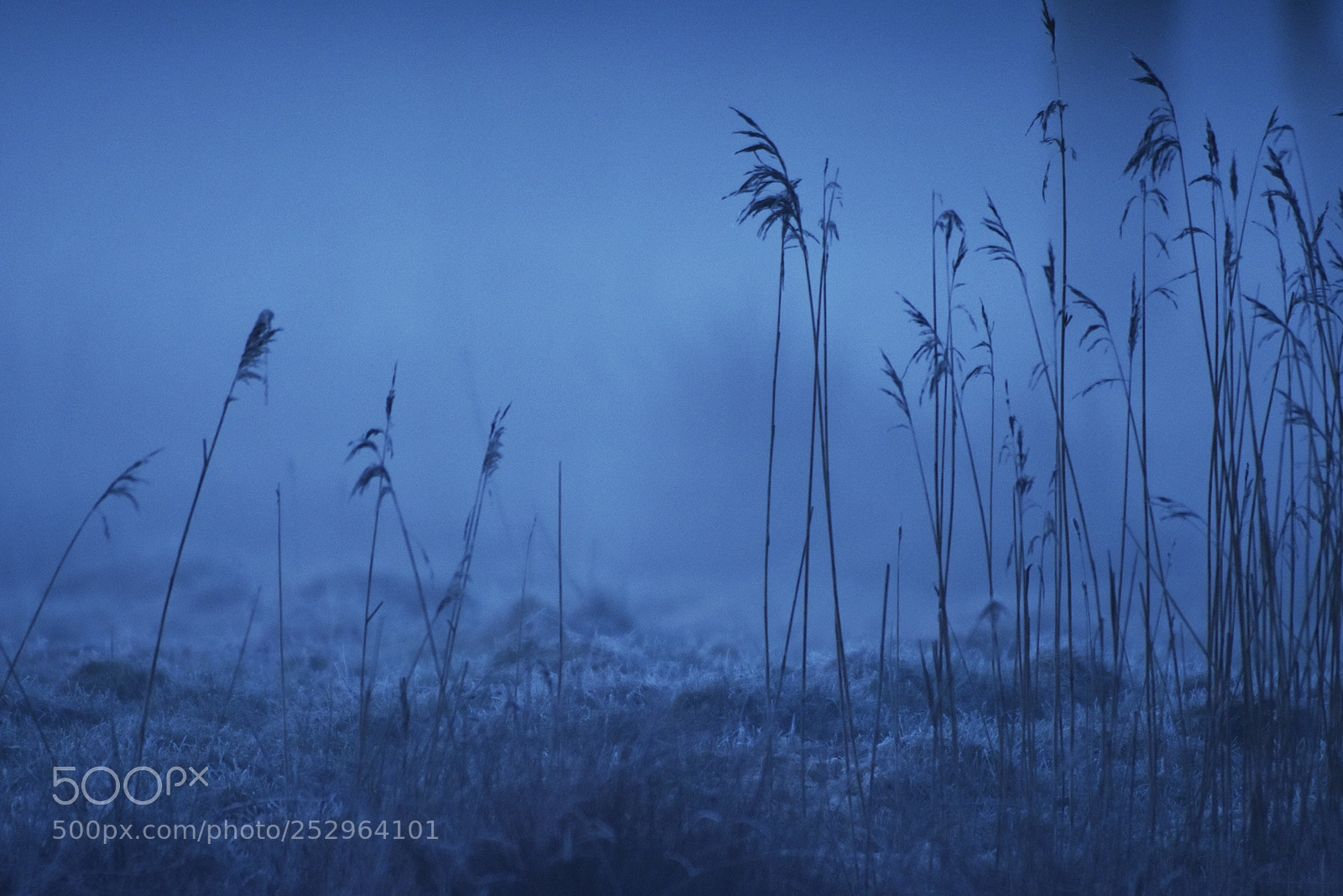 Nikon D7200 sample photo. Cold foggy morning i photography