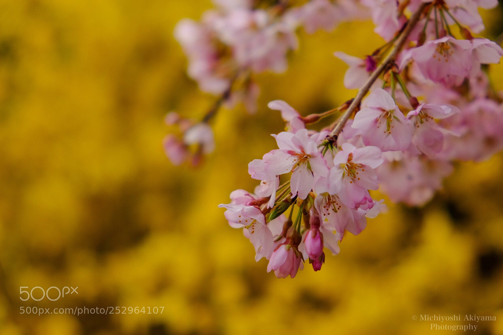 Fujifilm X-T1 sample photo. Spring color. photography