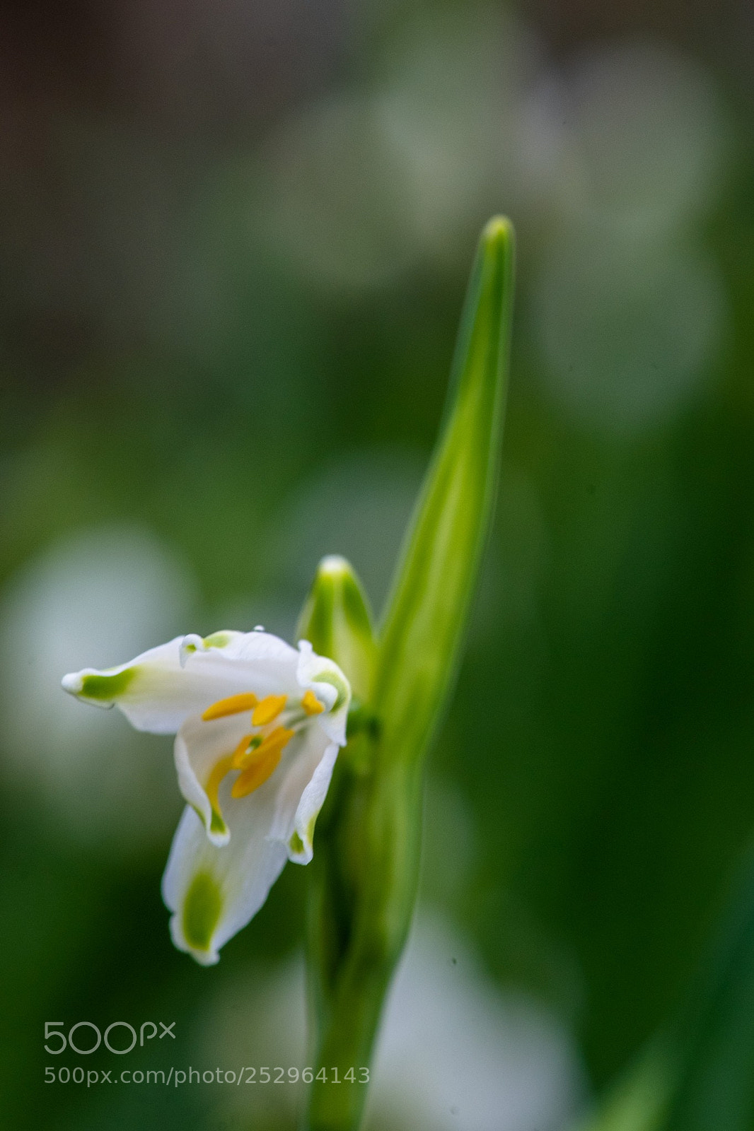 Sony a7 II sample photo. Fruehlingsleuchten photography
