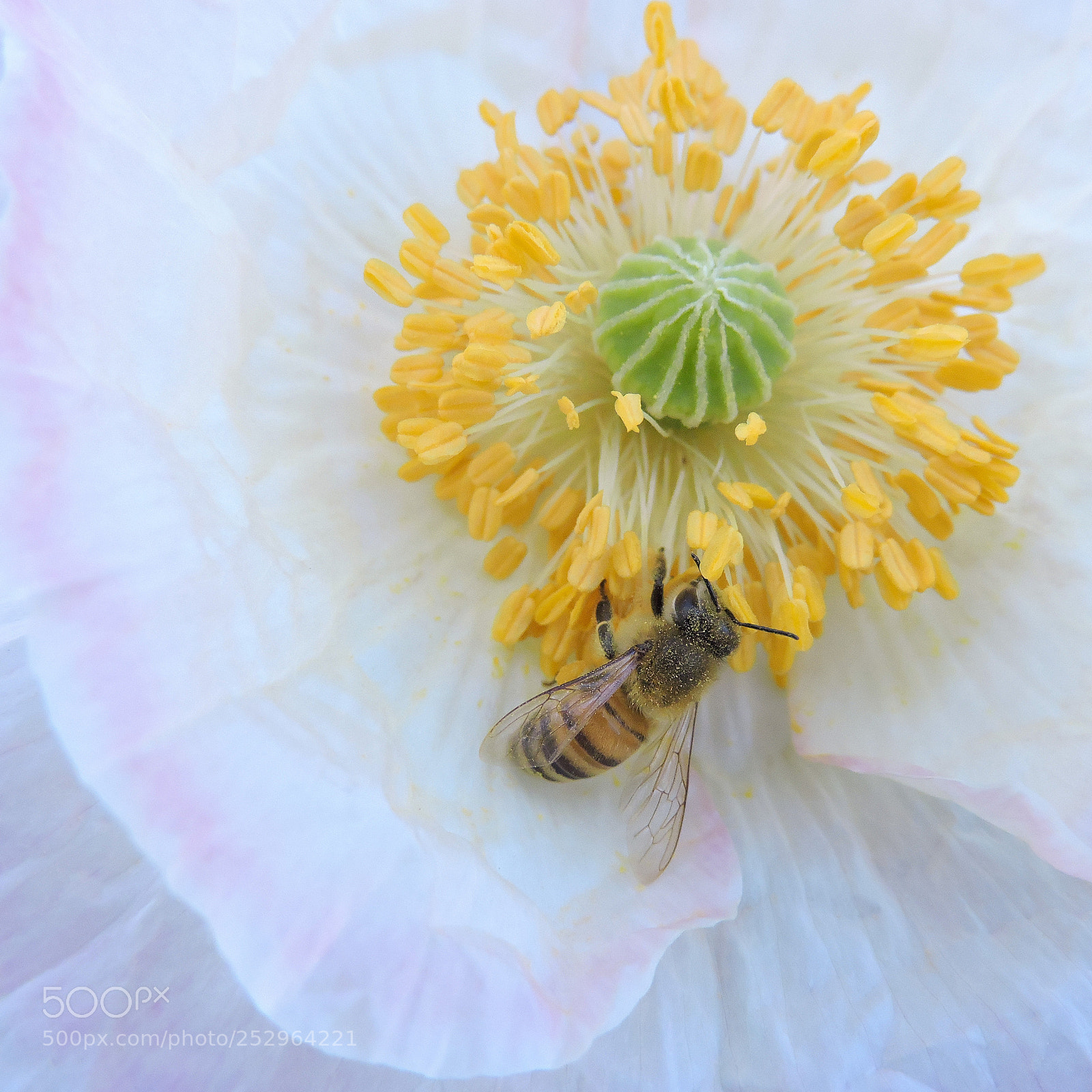 Nikon Coolpix P530 sample photo. Honey bee and iceland photography