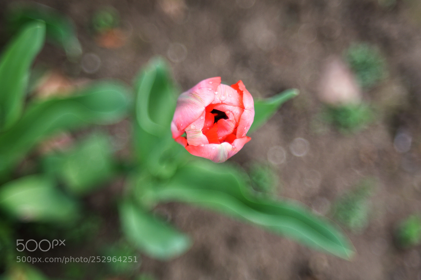 Canon EOS 5D Mark IV sample photo. Tulipano dipinto photography