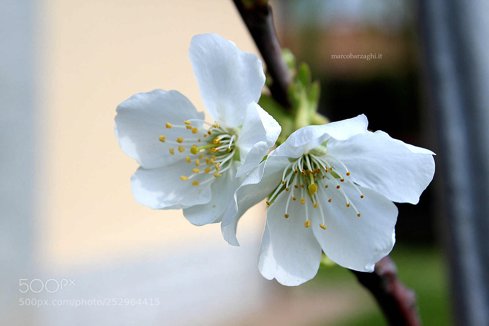 Canon EOS 600D (Rebel EOS T3i / EOS Kiss X5) sample photo. Garden - cherry blossom photography
