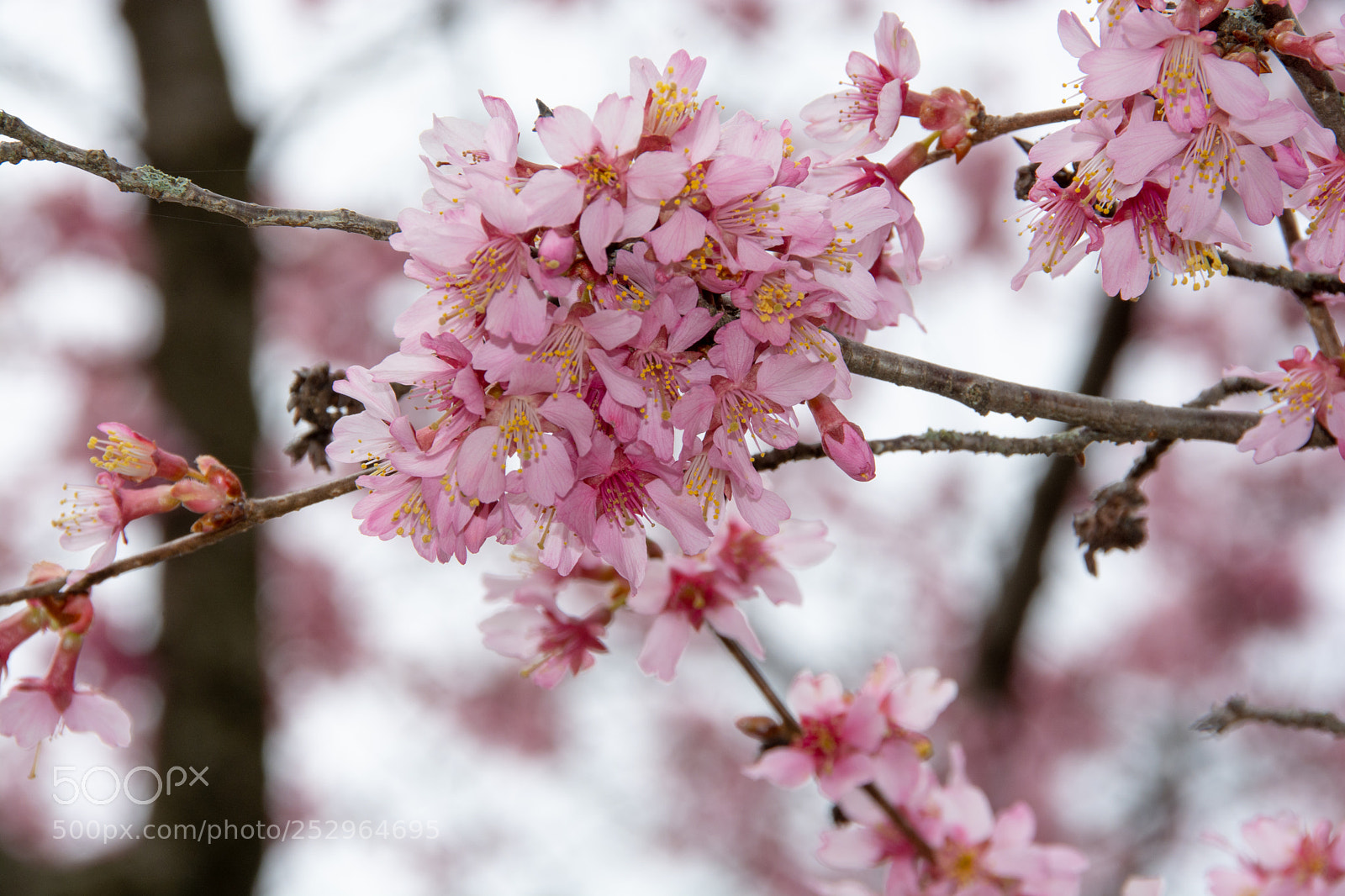 Nikon D7100 sample photo. Cherry blossom-2 photography