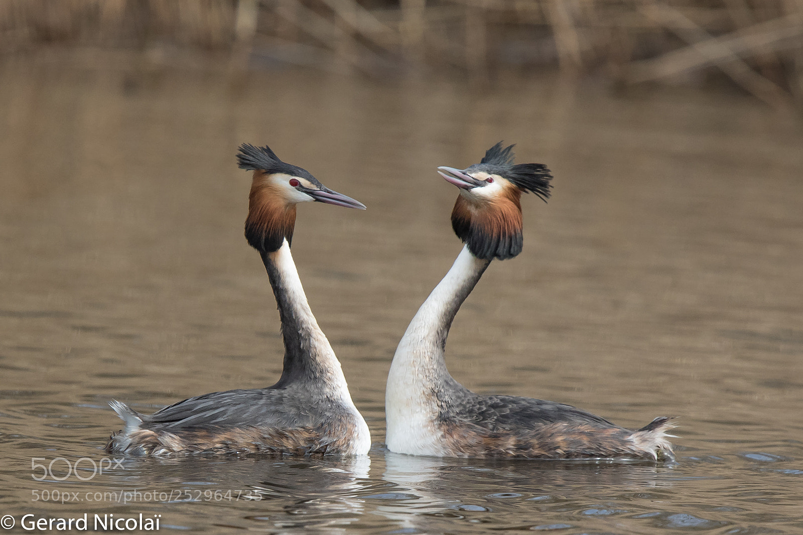 Canon EOS 7D Mark II sample photo. Great crested grebe photography