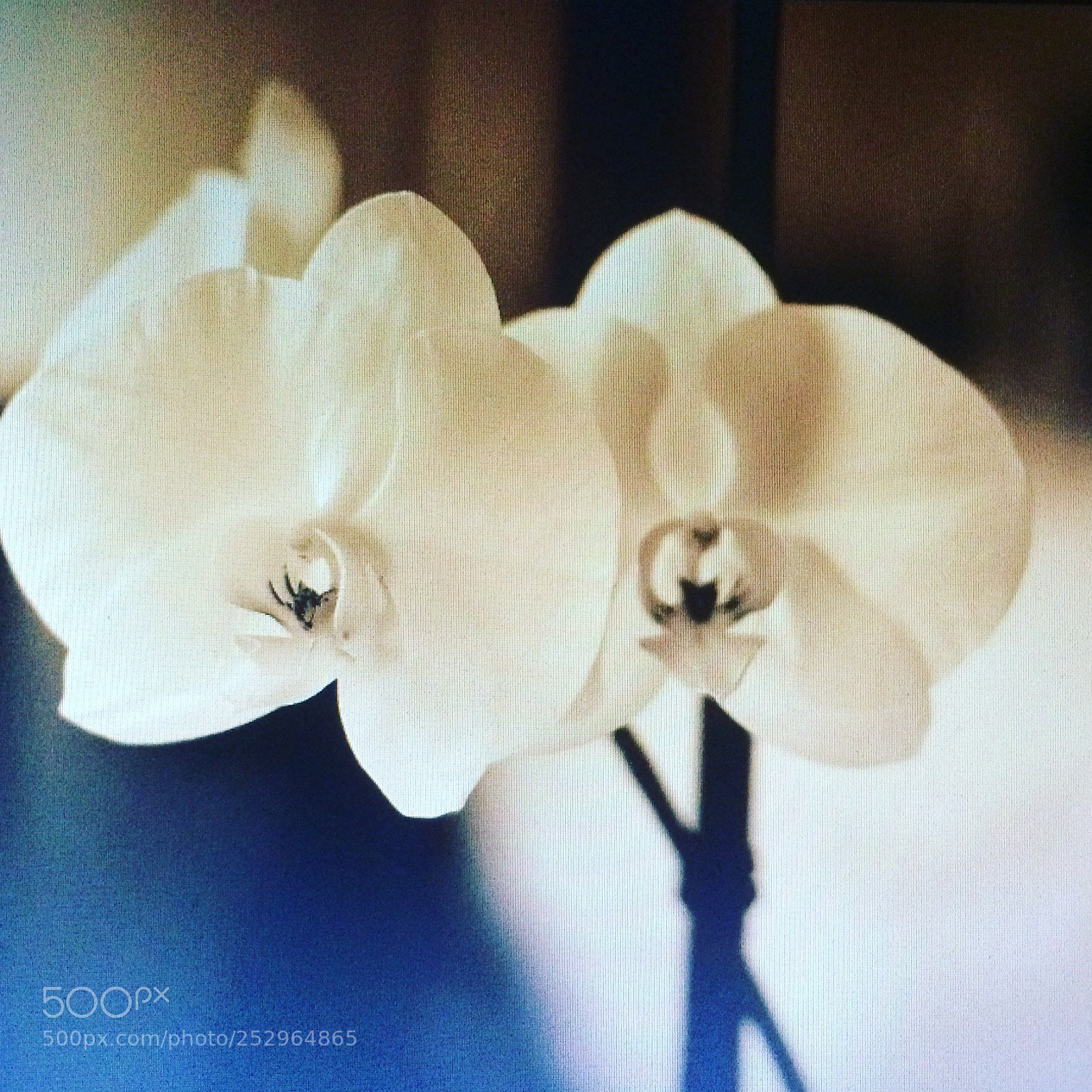 Apple iPhone 5s sample photo. Orchid photography