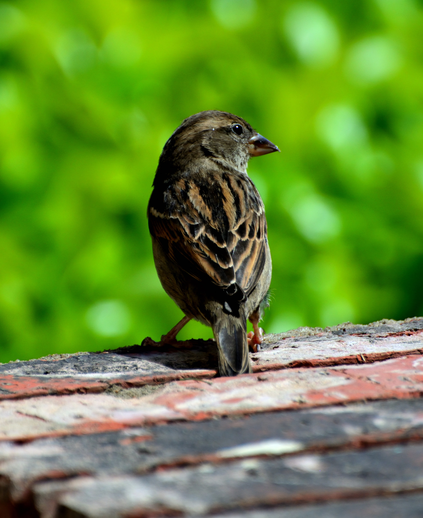 Nikon D5200 sample photo. Sleek glint photography