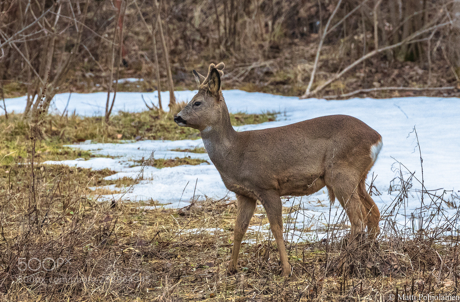 Canon EOS 7D Mark II sample photo. Roe deer photography