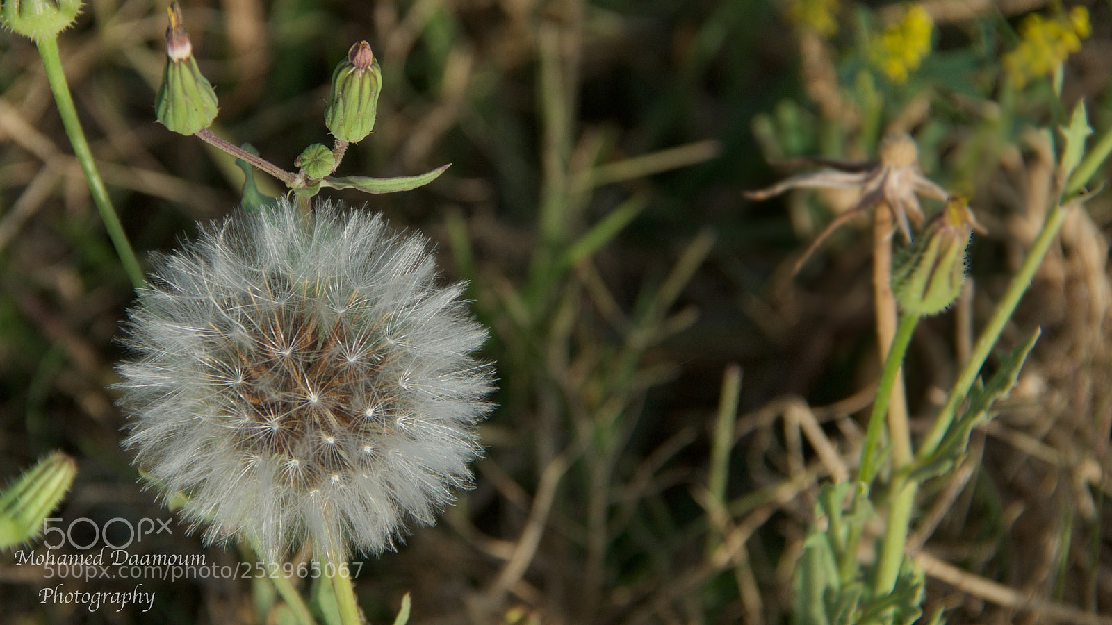 Nikon D300 sample photo. Spring photography