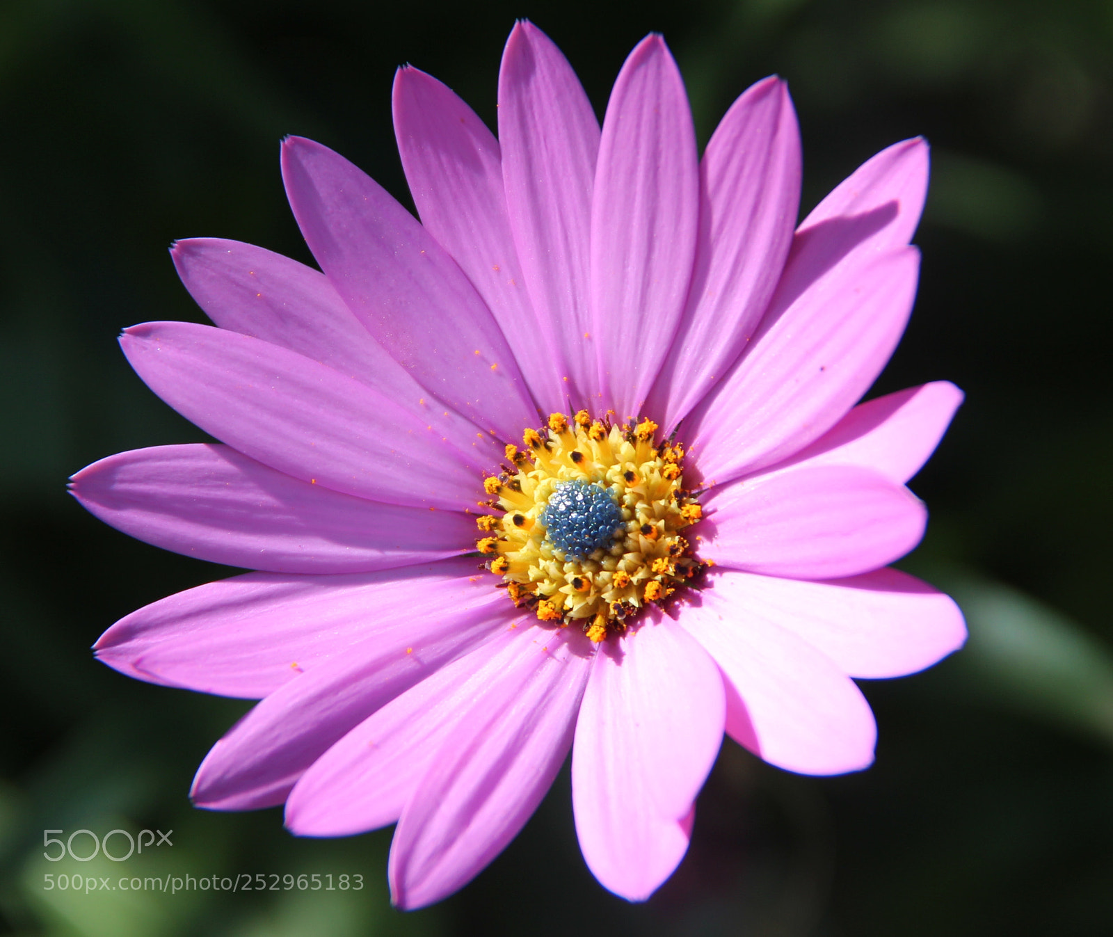 Canon EOS 600D (Rebel EOS T3i / EOS Kiss X5) sample photo. Flower photography