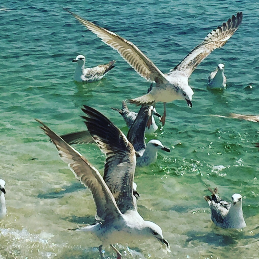 Apple iPhone 6 sample photo. Seagull photography