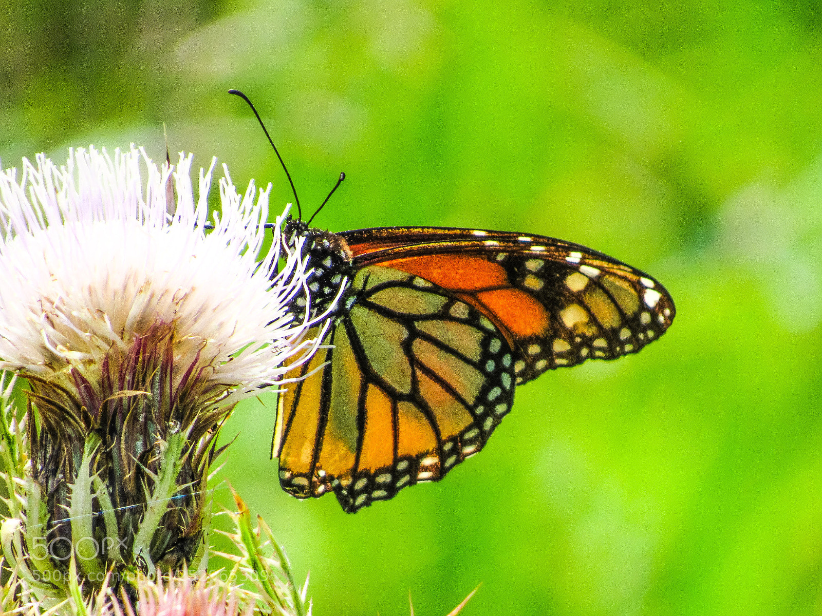 Canon PowerShot SX530 HS sample photo. Monarch butterfly photography