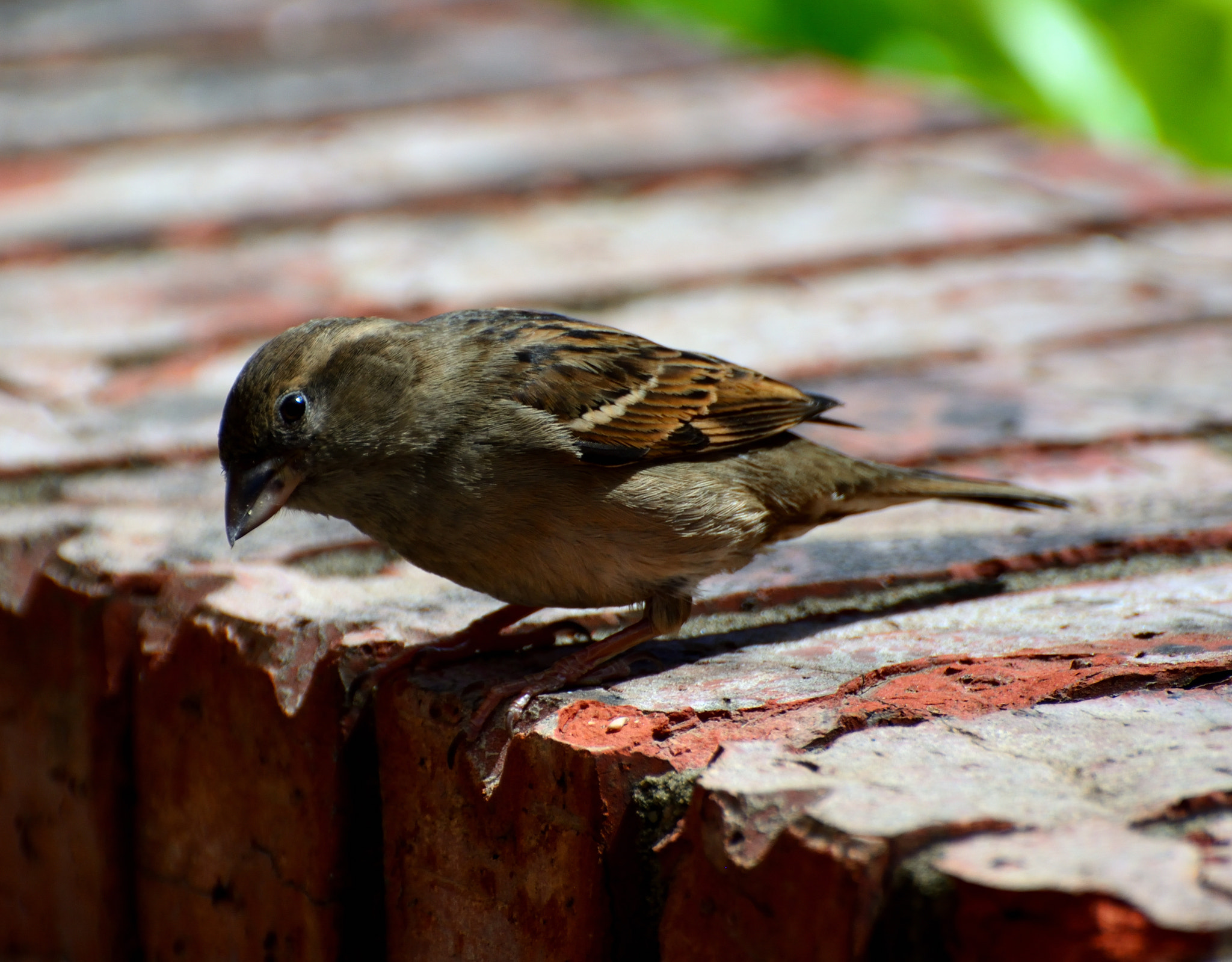 Nikon D5200 sample photo. Coy glint photography