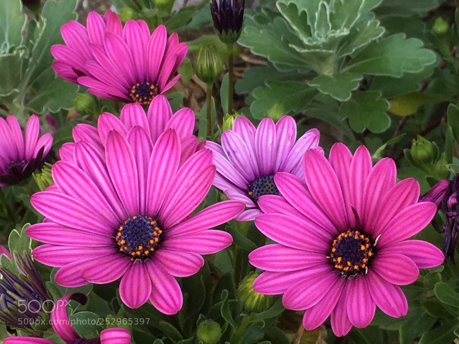 Apple iPhone 6s Plus sample photo. Spring2018 flowers photography