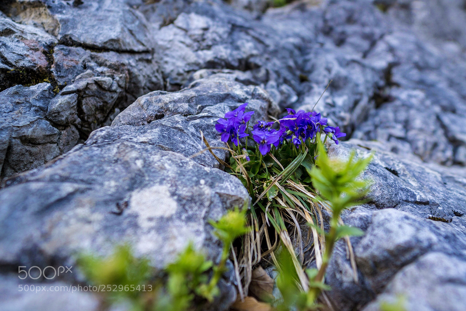 Sony a5100 sample photo. Rock flower photography