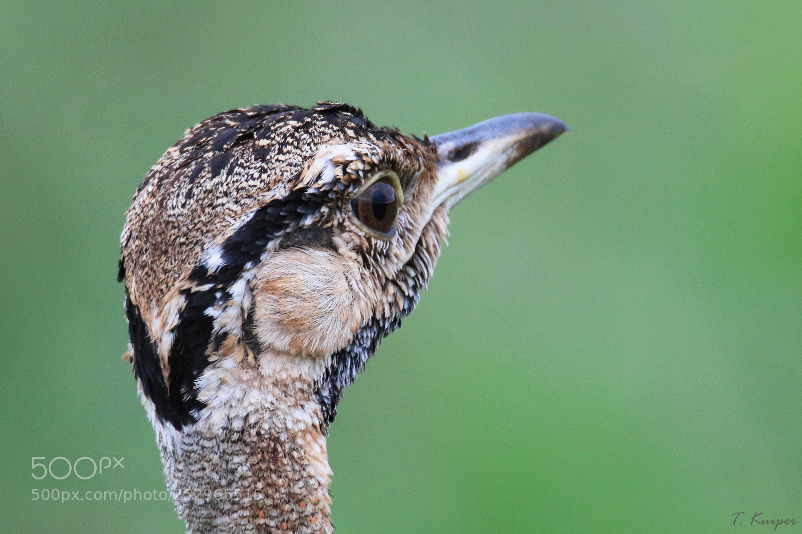 Canon EOS 760D (EOS Rebel T6s / EOS 8000D) sample photo. Beady-eyed. black-bellied bustard photography