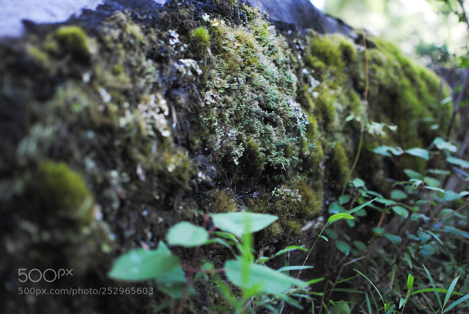Nikon D3000 sample photo. Nature photography