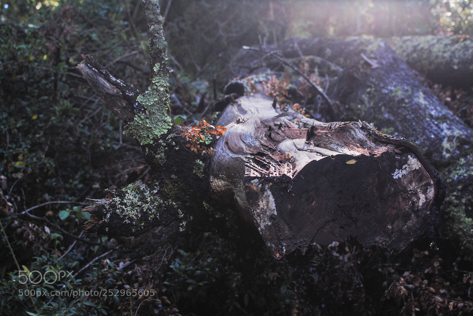 Nikon D3000 sample photo. Nature photography