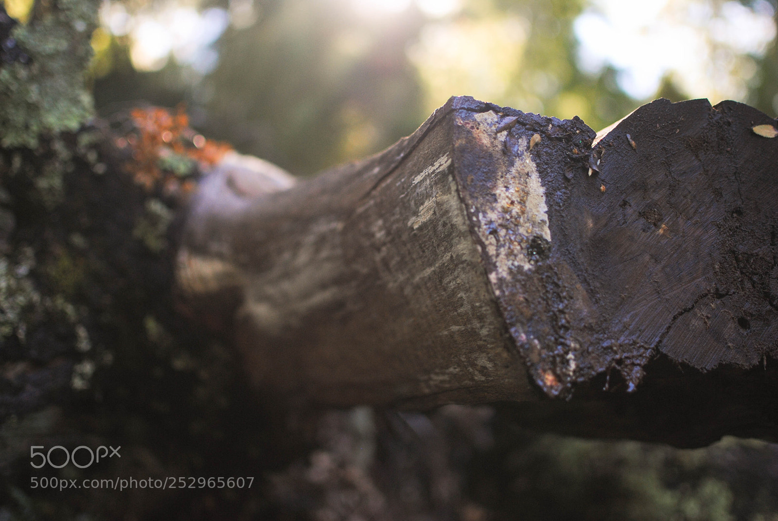 Nikon D3000 sample photo. Nature photography