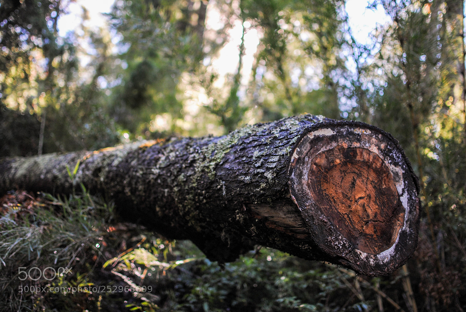 Nikon D3000 sample photo. Nature photography