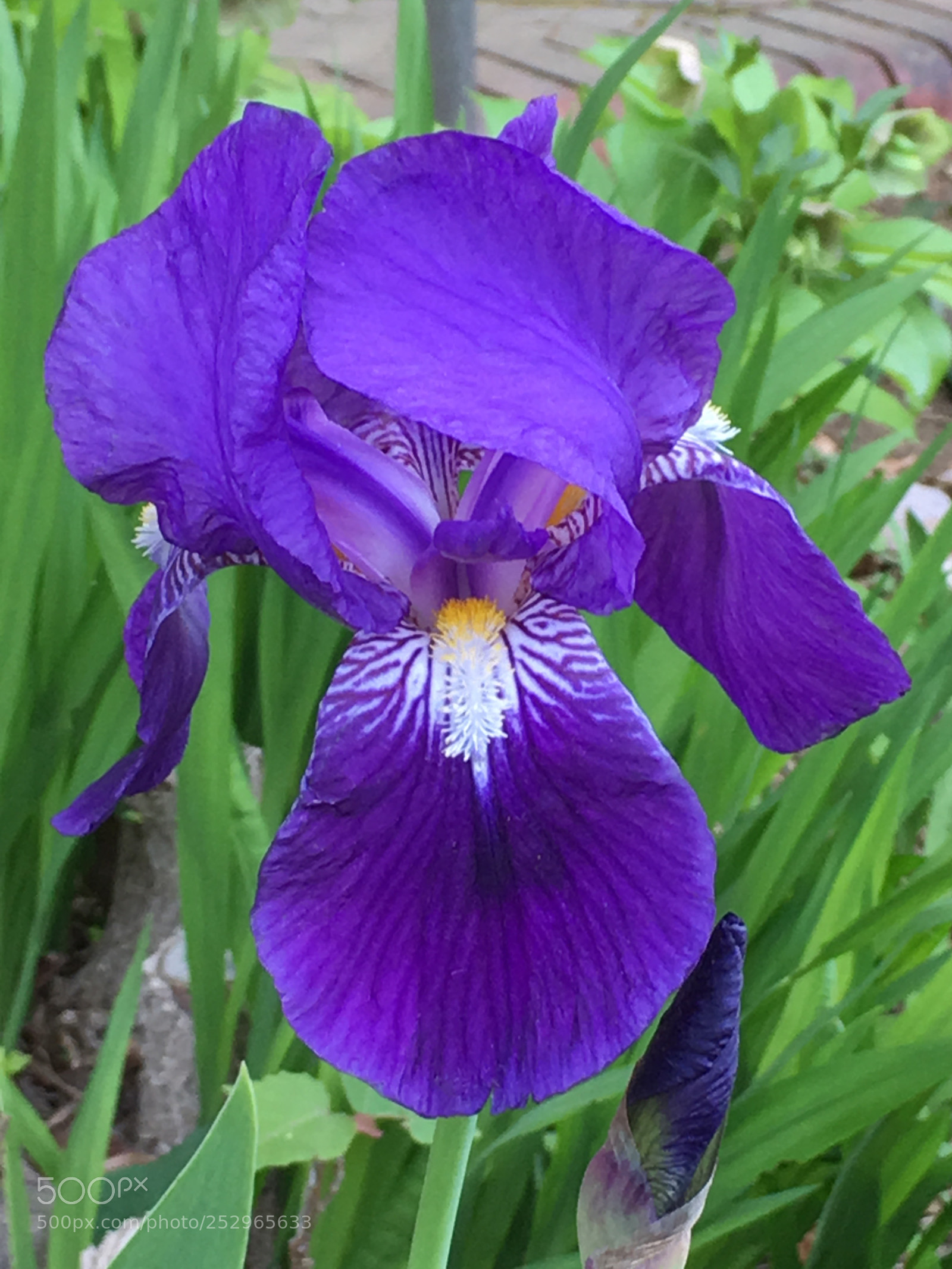 Apple iPhone 6s Plus sample photo. Spring2018 flowers photography