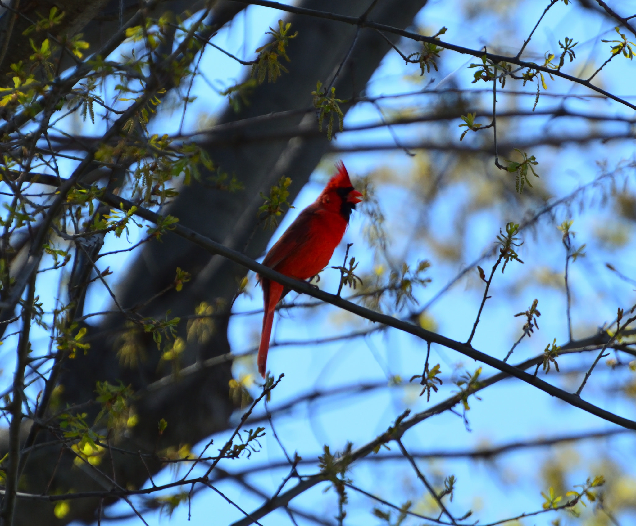 Nikon D5200 sample photo. Spot of color photography