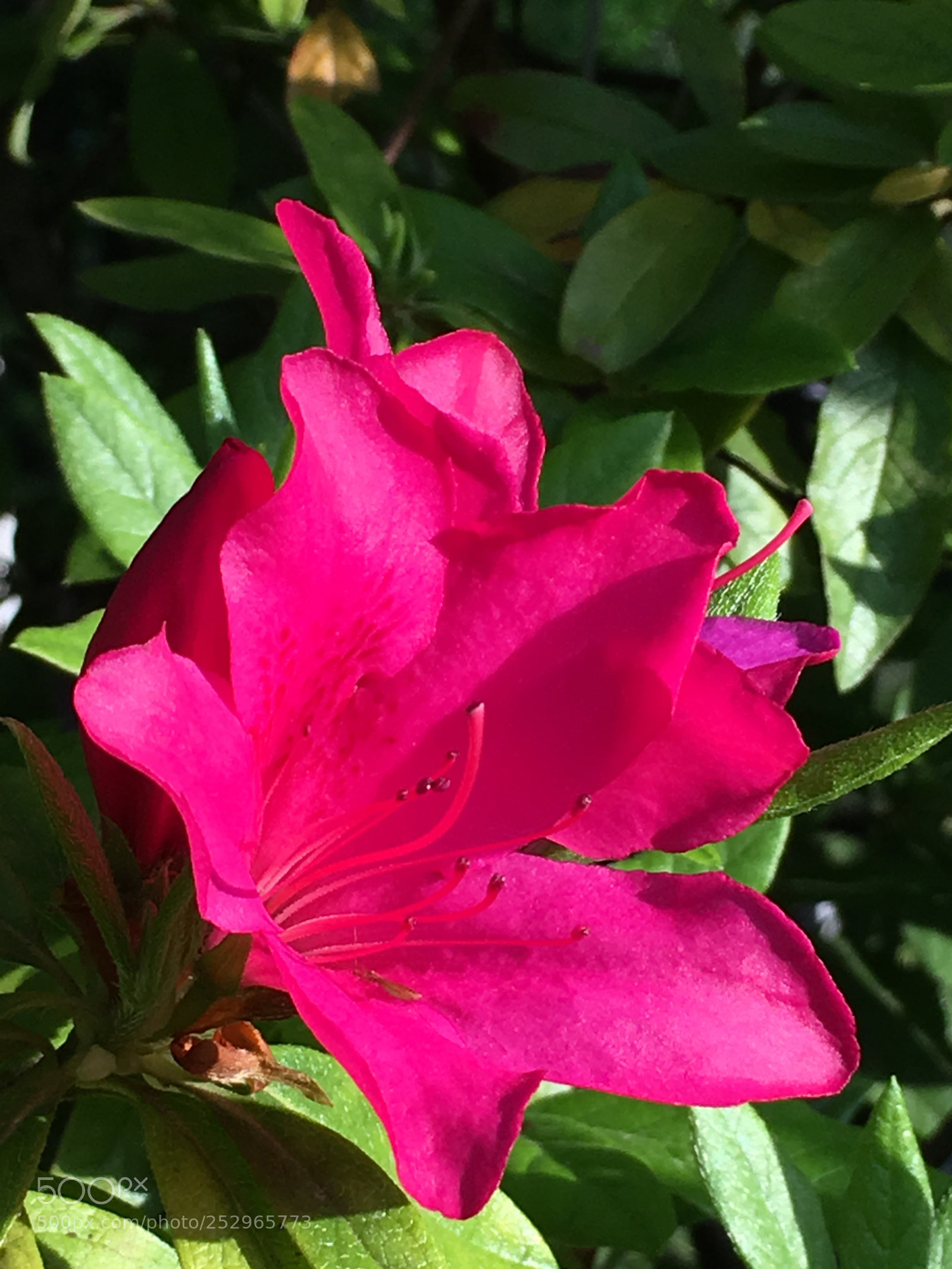 Apple iPhone 6s Plus sample photo. Spring2018 flowers photography
