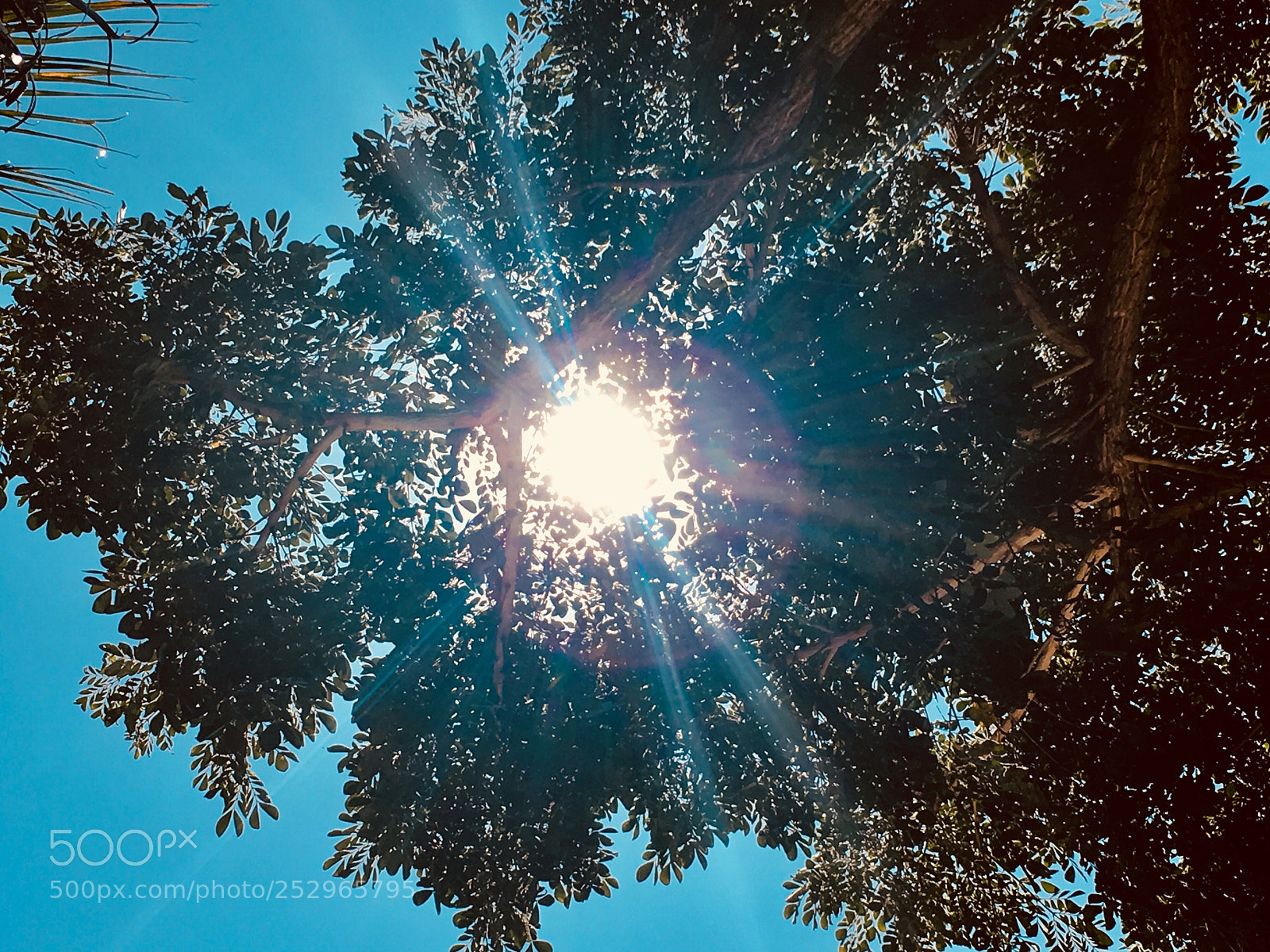 Apple iPhone 6s sample photo. Untitled photography