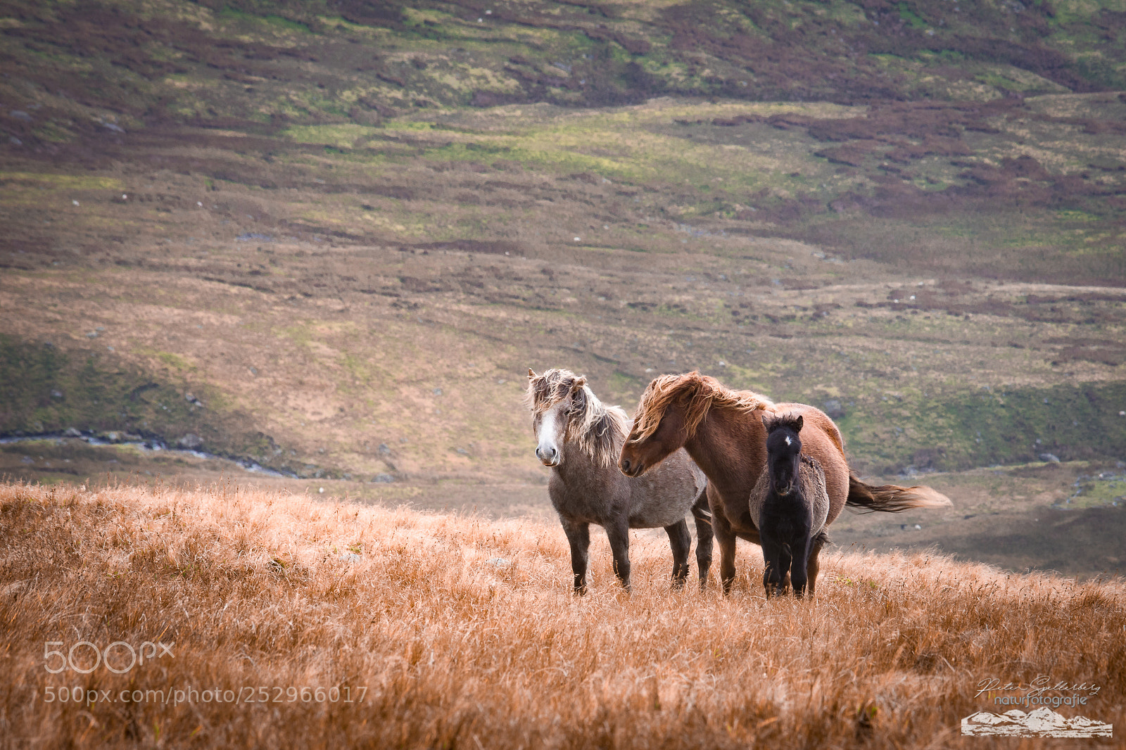 Canon EOS 5D Mark IV sample photo. Wild horses of wales photography