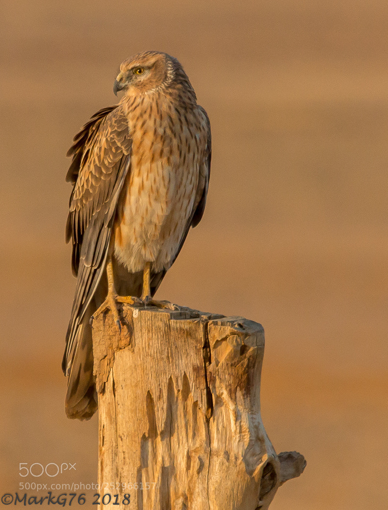 Canon EOS 70D sample photo. Pallid harrier photography