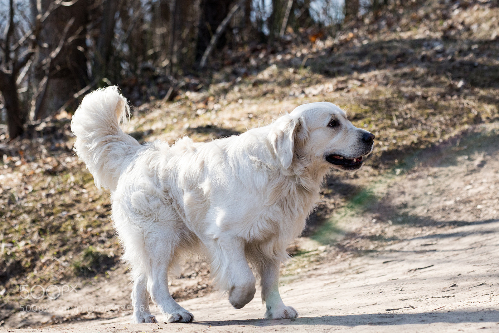 Canon EOS 650D (EOS Rebel T4i / EOS Kiss X6i) sample photo. White labrador retriever photography
