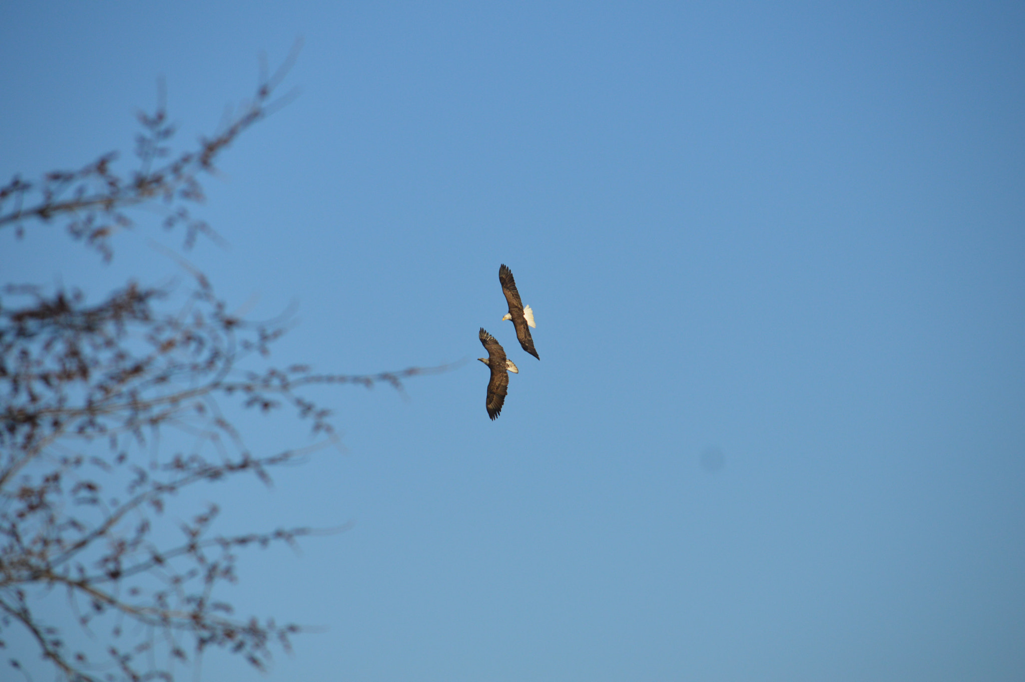 Nikon D3200 sample photo. Soarin' photography