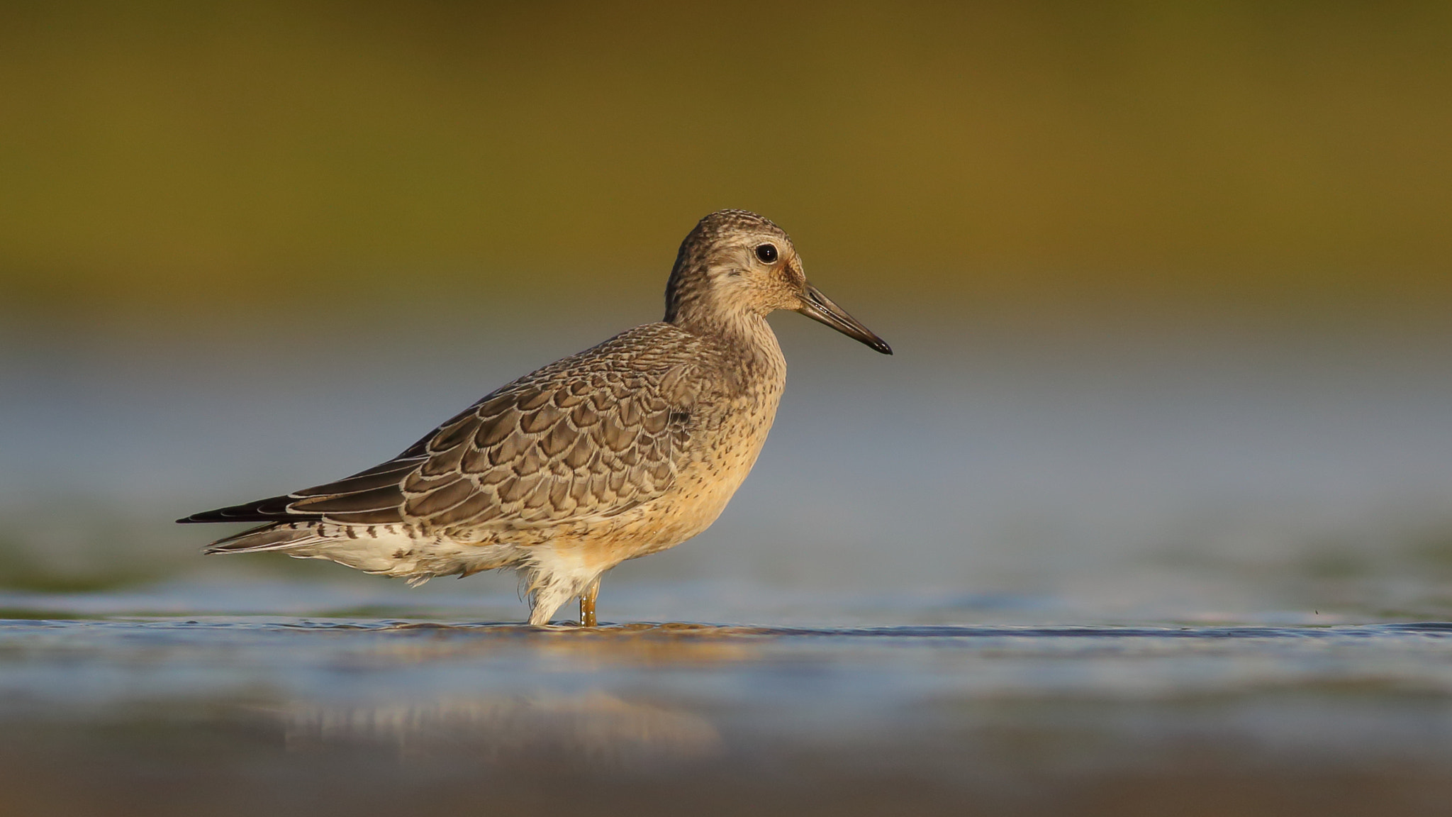 Canon EOS 70D + Canon EF 400mm F5.6L USM sample photo. Red knot in sunset photography