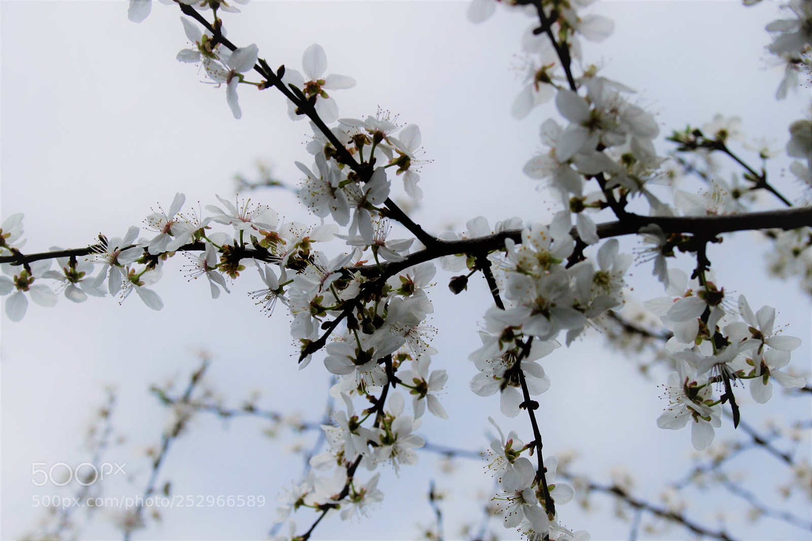 Canon EOS 500D (EOS Rebel T1i / EOS Kiss X3) sample photo. Xxx photography