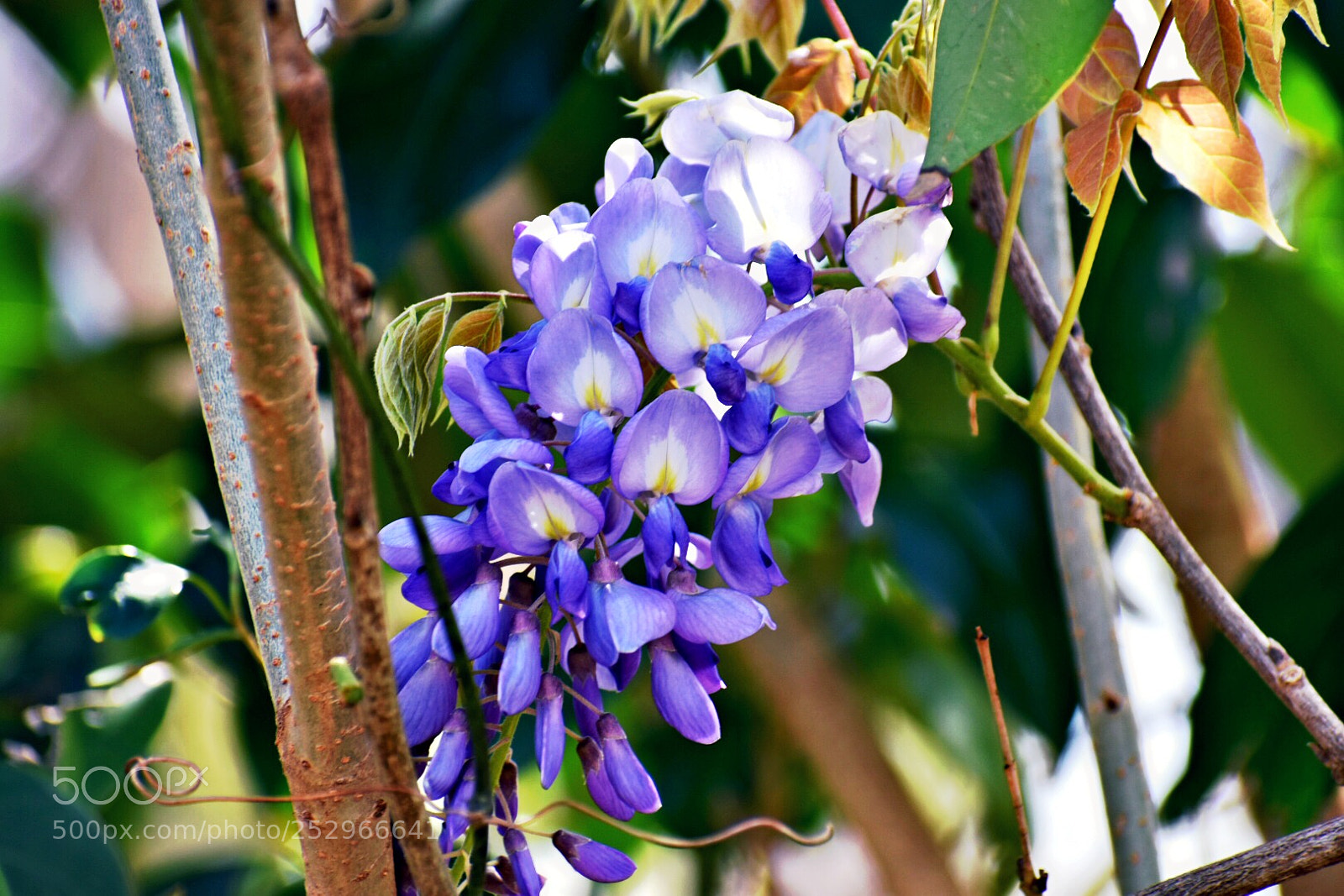 Nikon D3400 sample photo. Chinese wisteria photography