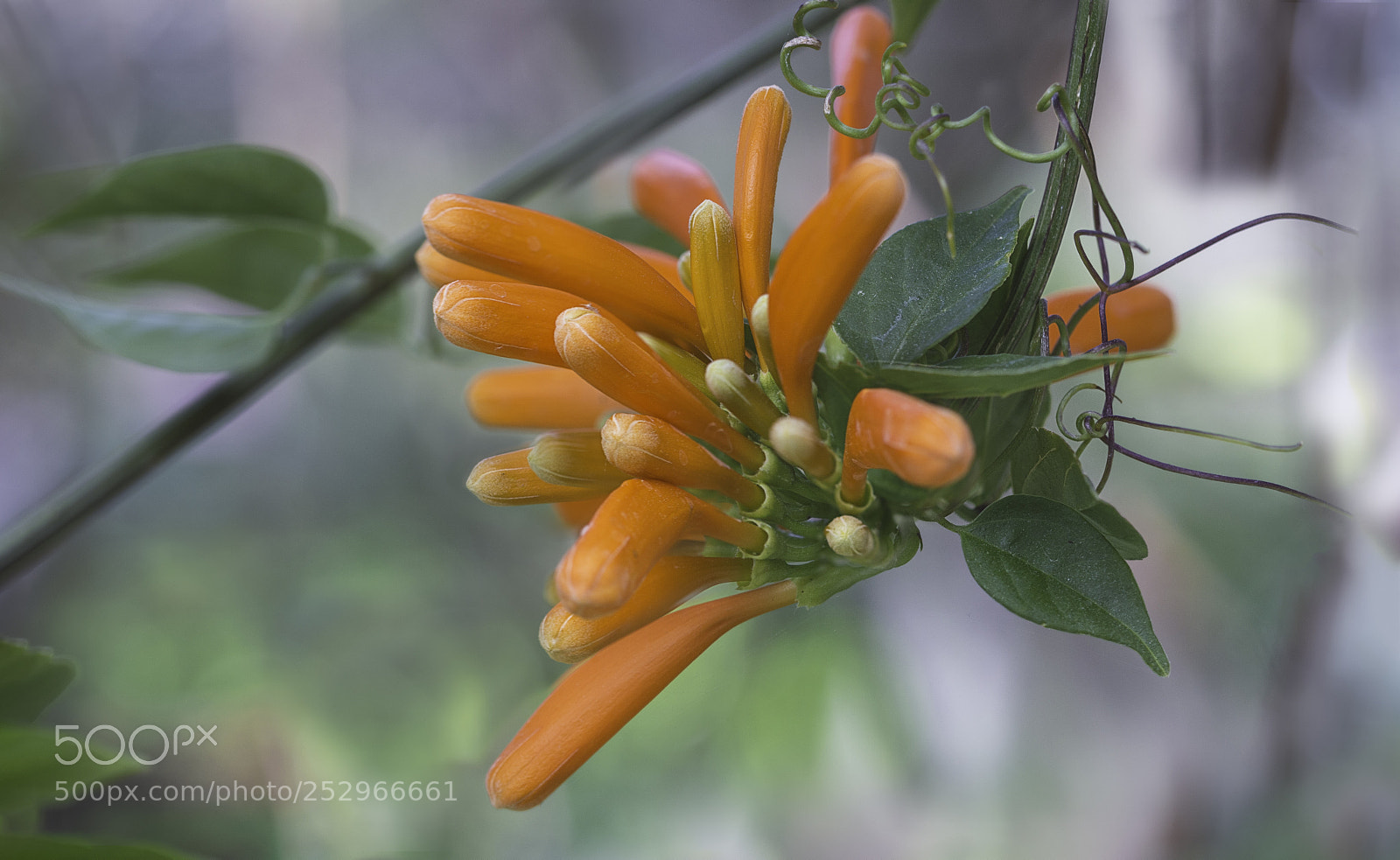 Nikon D3200 sample photo. Flame vine photography