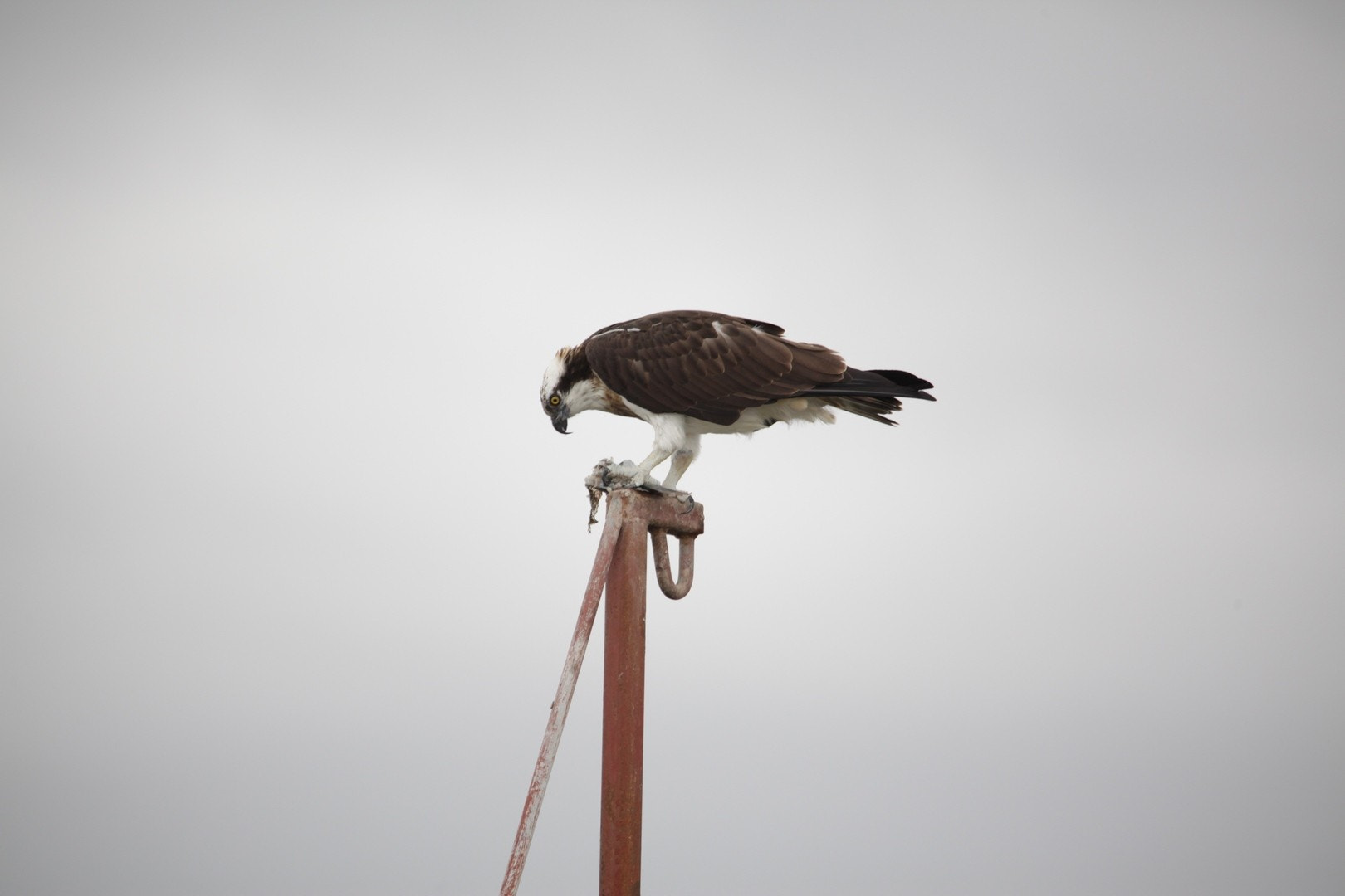 Canon EOS 5D Mark II + Sigma 150-500mm F5-6.3 DG OS HSM sample photo. 2961470.jpg photography