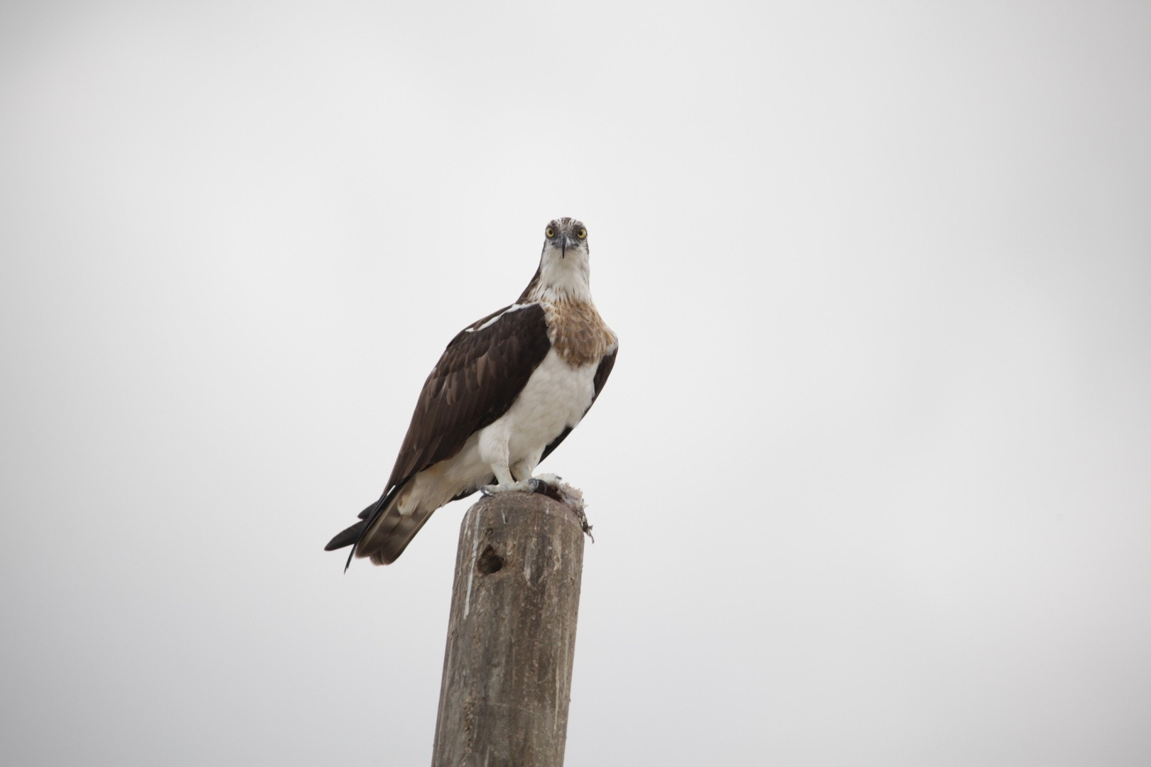 Sigma 150-500mm F5-6.3 DG OS HSM sample photo. 2961731.jpg photography