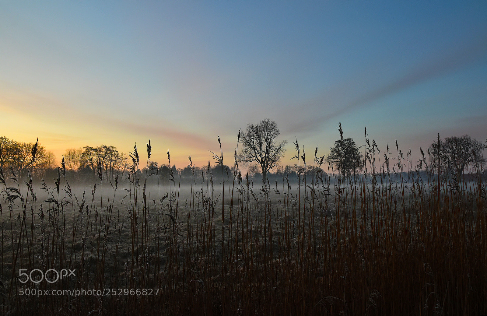 Nikon D7200 sample photo. Cold foggy morning ii photography
