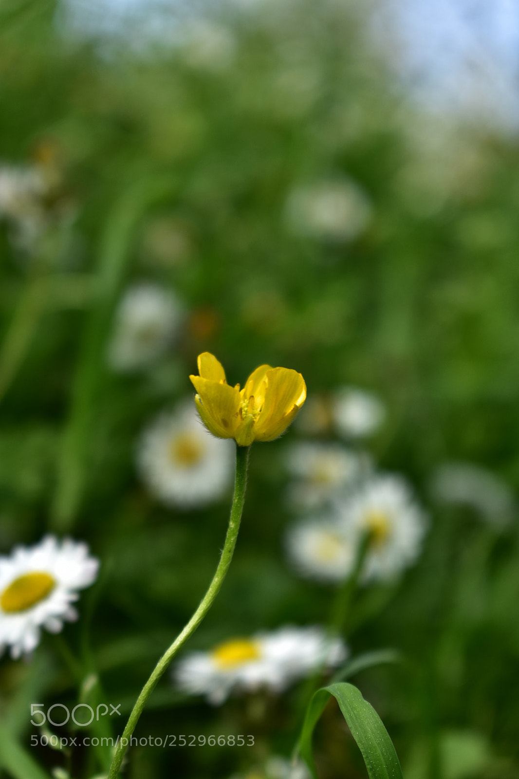 Nikon D3400 sample photo. M photography