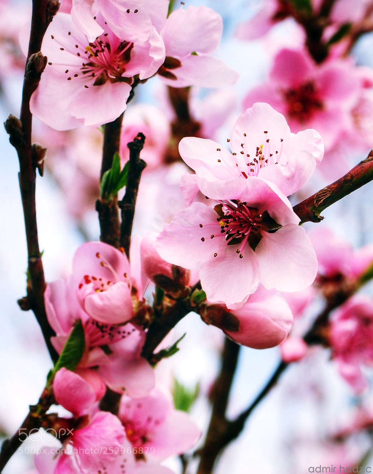 Nikon D80 sample photo. Cherry blossoms photography