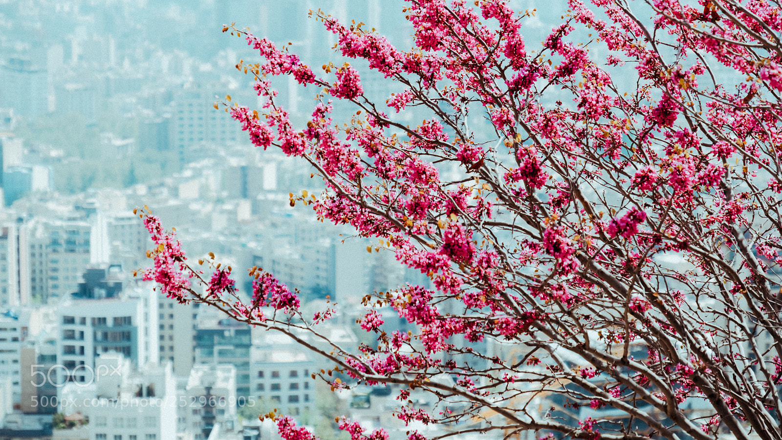Fujifilm X-T2 sample photo. Spring photography