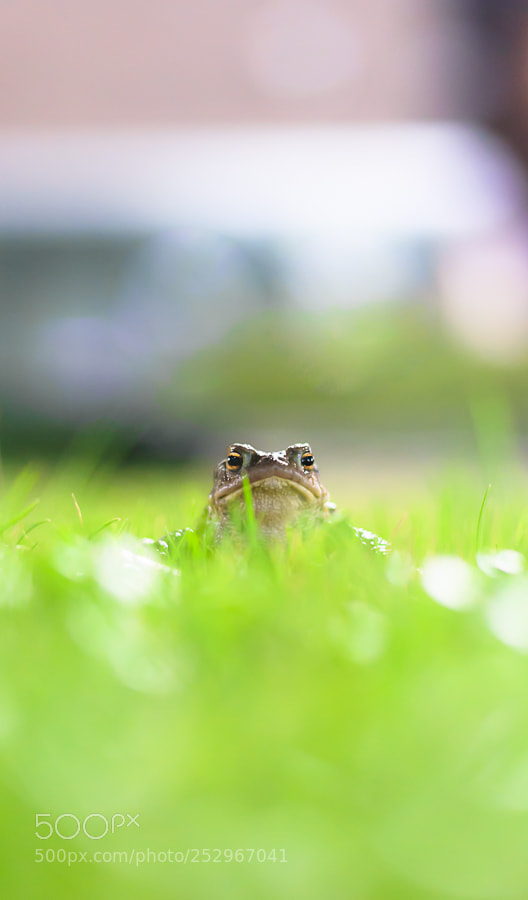 Nikon D5300 sample photo. Untitled photography