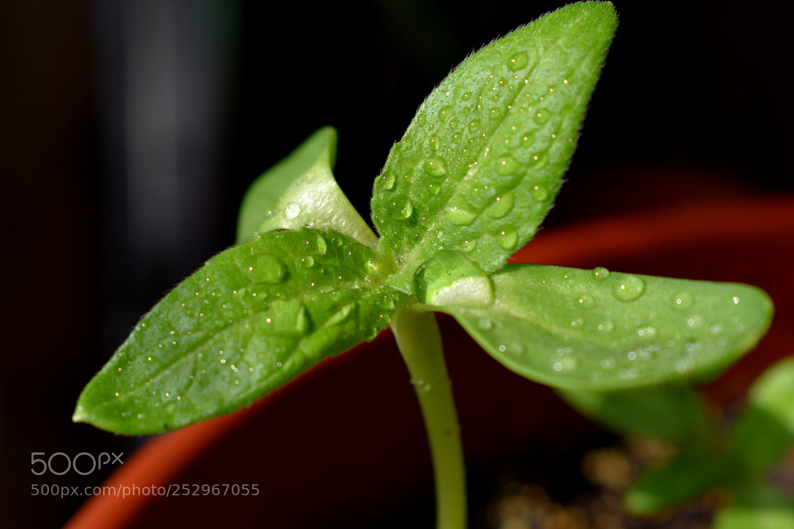 Nikon D3400 sample photo. Sunflower 2 photography