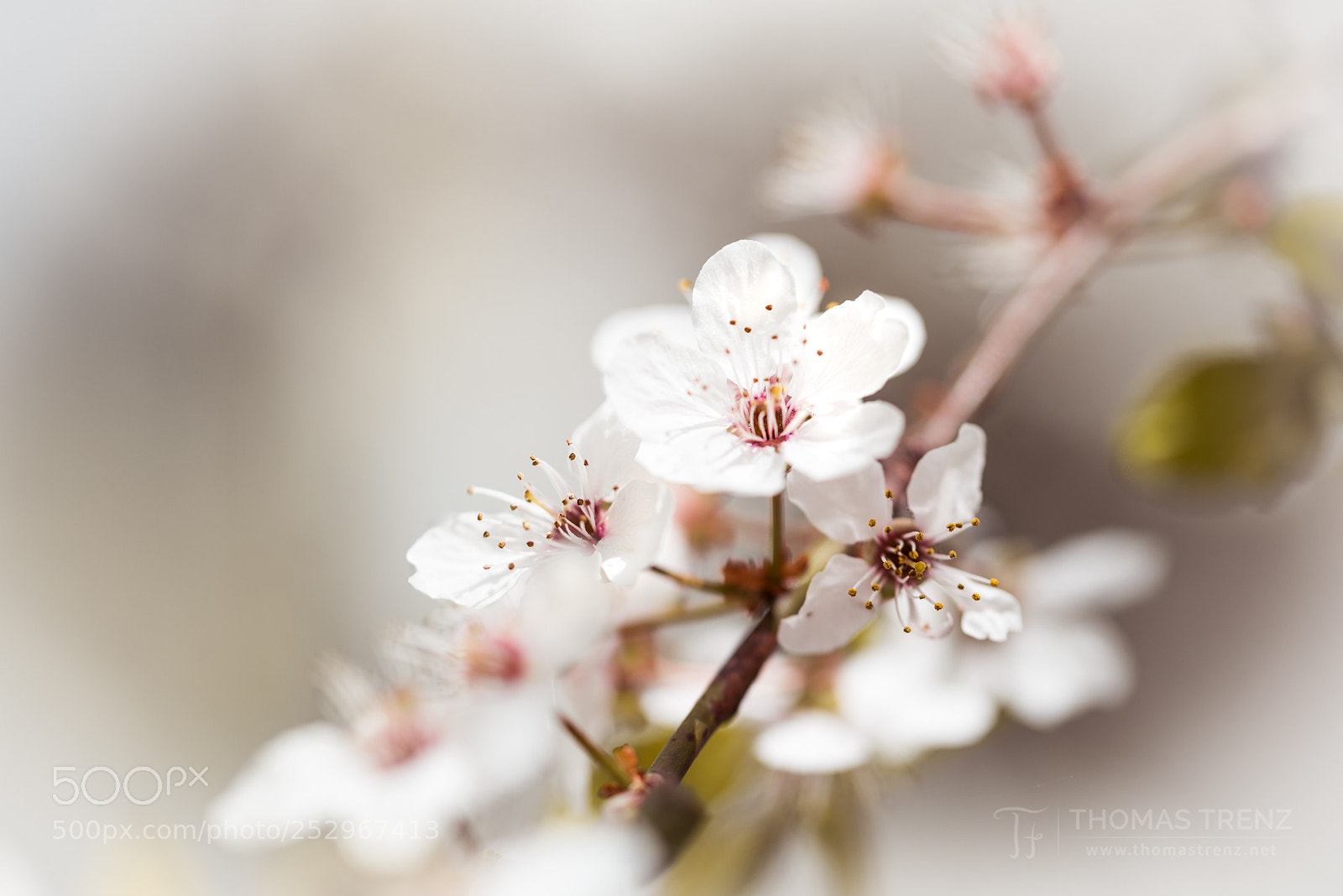 Nikon D600 sample photo. Cherry spring photography