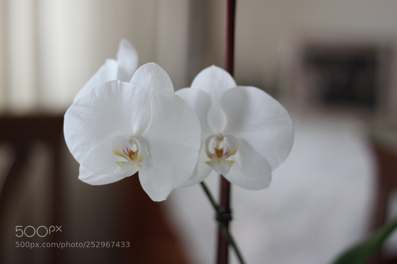 Canon EOS 500D (EOS Rebel T1i / EOS Kiss X3) sample photo. White orchid  photography
