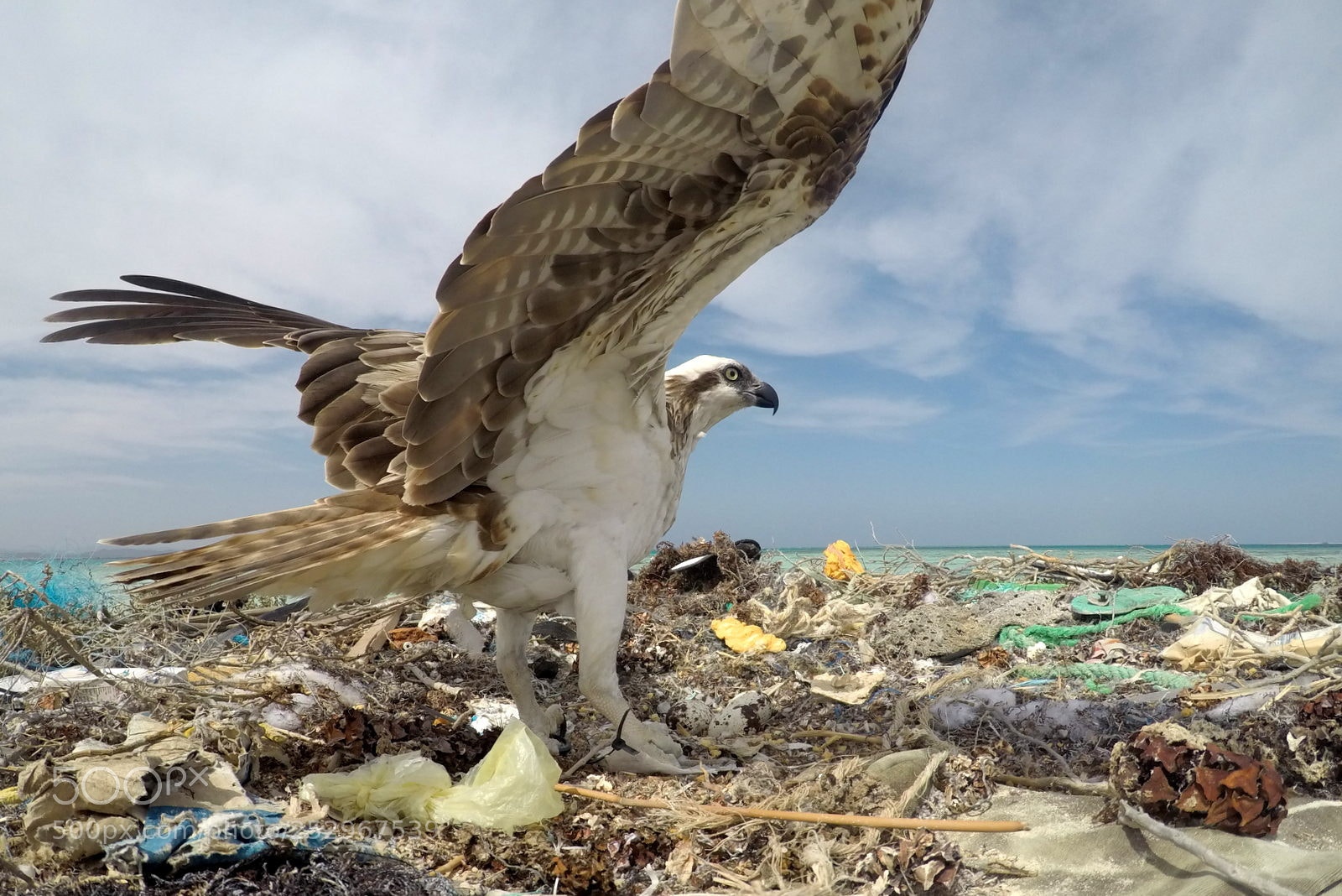 GoPro Hero5 Black sample photo. Osprey inside the nest photography