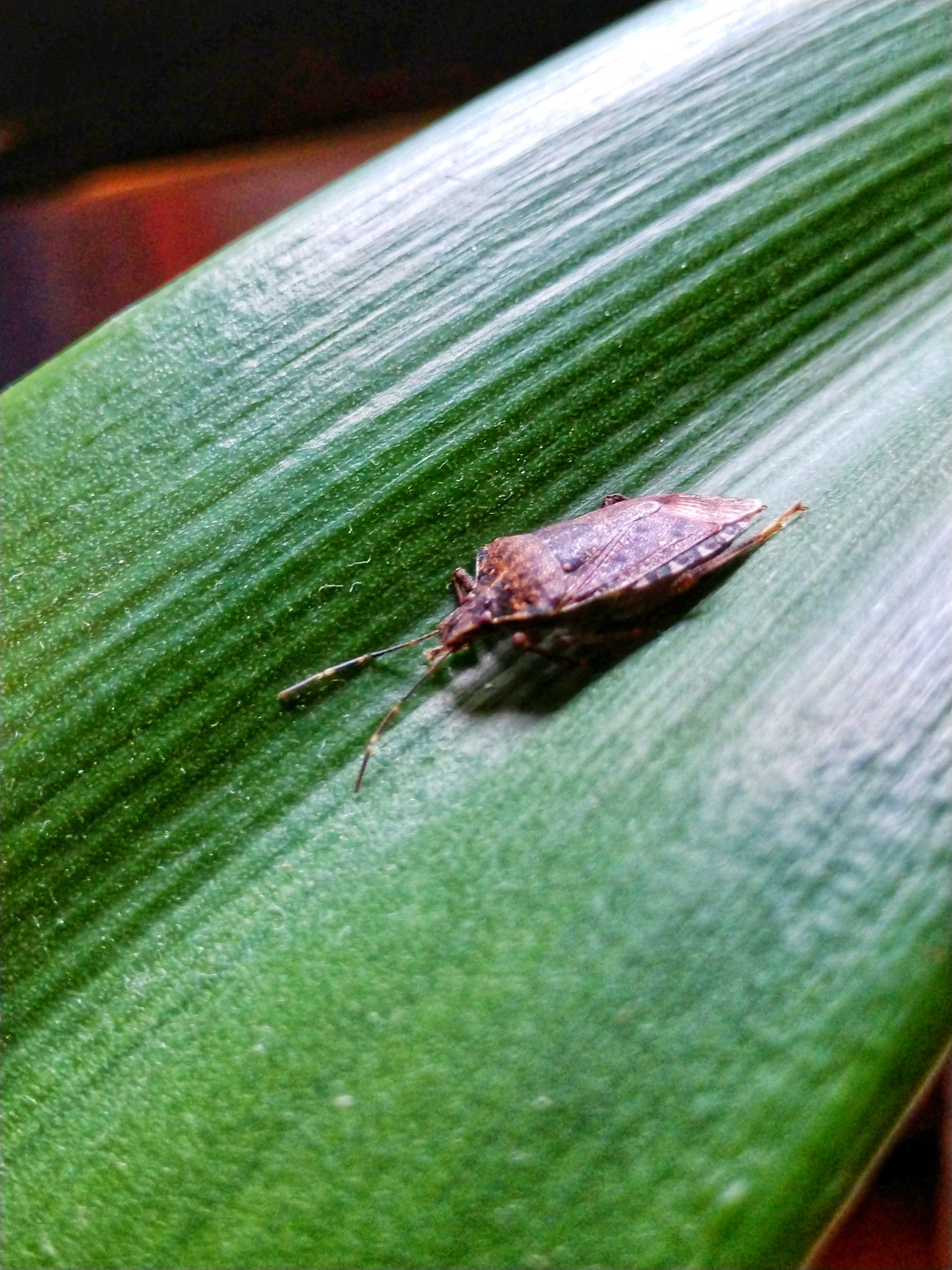 Motorola Moto Z (2) sample photo. Brown marmorated stink bug photography