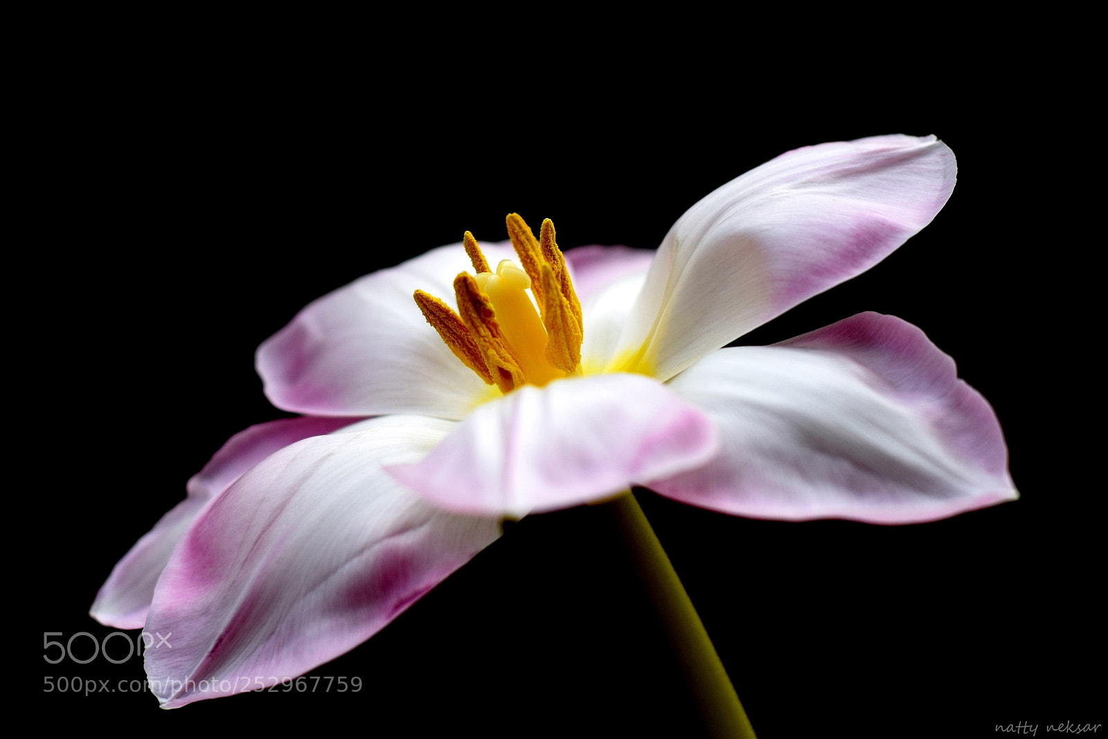 Nikon D5300 sample photo. Tulip...#46 photography