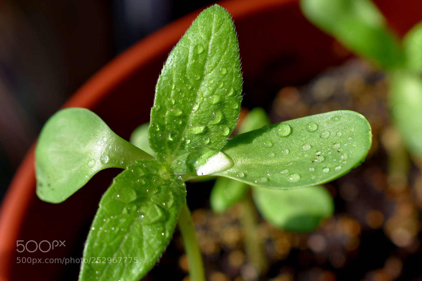 Nikon D3400 sample photo. Sunflower 3 photography