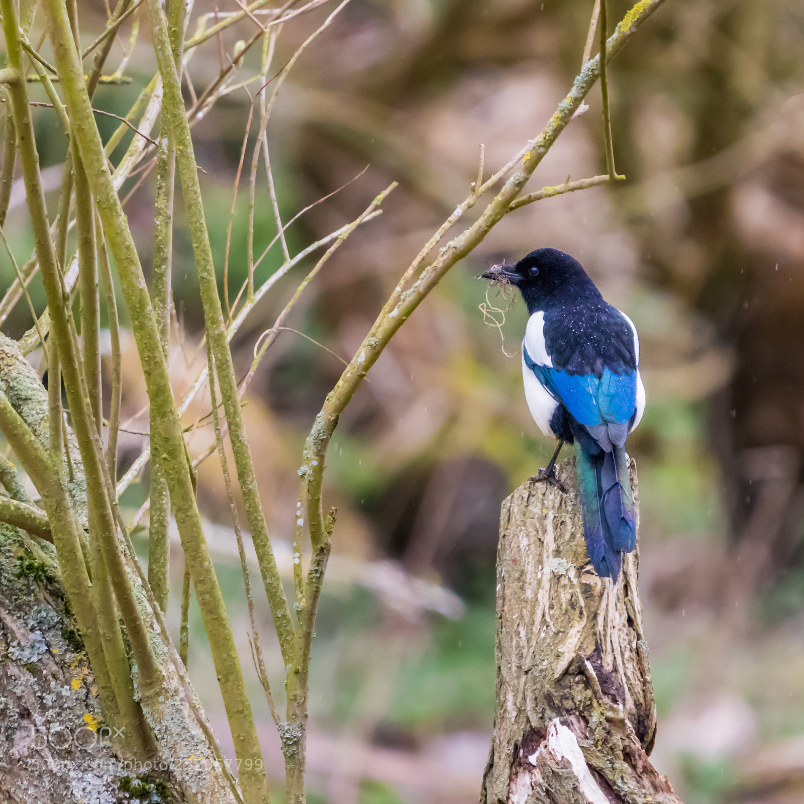 Canon EOS 80D sample photo. Nest building photography